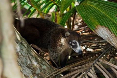 Corcovado National Park Day Tour Costa Rica